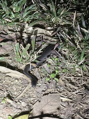 Cryptophis nigrescens