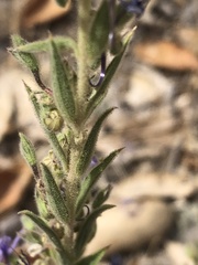 Trichostema lanceolatum