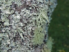Ramalina peruviana