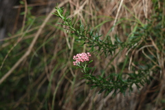 Ozothamnus diosmifolius
