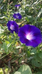 Ipomoea
