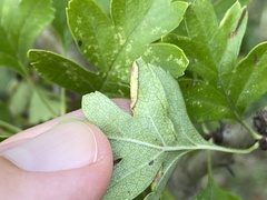 Phyllocoptes goniothorax