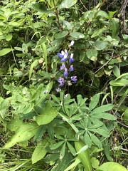 Lupinus latifolius