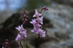 Dendrobium kingianum