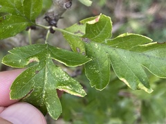 Phyllocoptes goniothorax