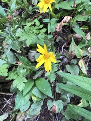 Arnica latifolia