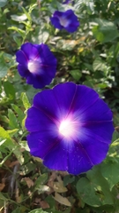 Ipomoea