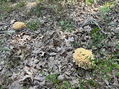 Sparassis spathulata