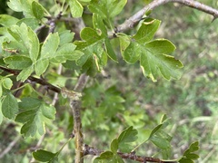 Phyllocoptes goniothorax