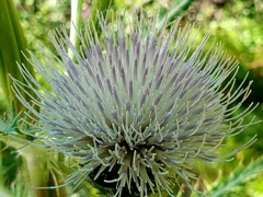 Cirsium hookerianum