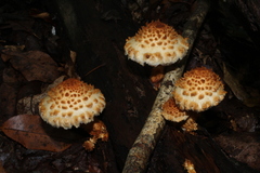 Pholiota