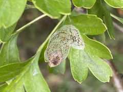 Phyllonorycter corylifoliella