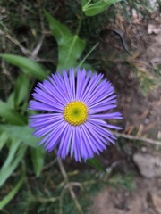Erigeron glacialis