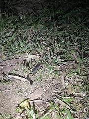 Cryptophis nigrescens