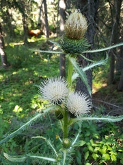 Cirsium hookerianum