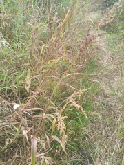 Echinochloa muricata