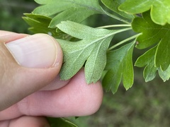 Phyllonorycter corylifoliella