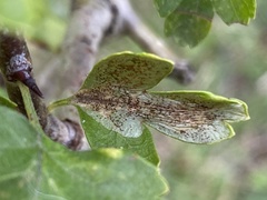 Phyllonorycter corylifoliella