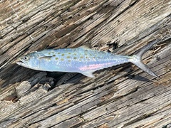 Scomberomorus maculatus