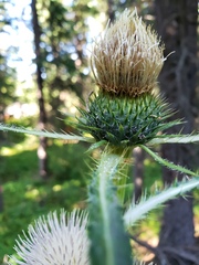Cirsium hookerianum