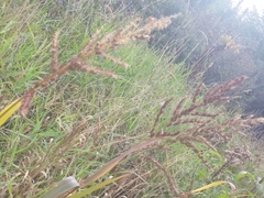 Echinochloa muricata