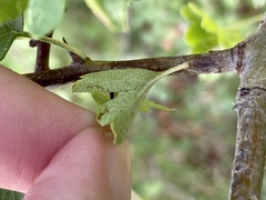 Phyllonorycter corylifoliella