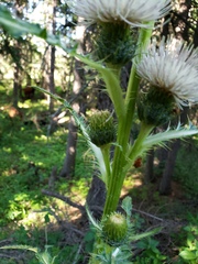 Cirsium hookerianum