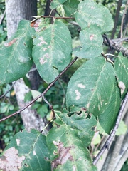 Amelanchier spicata