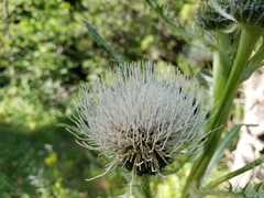 Cirsium hookerianum
