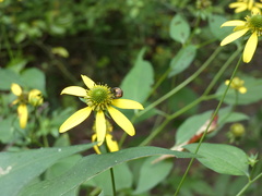 Copestylum vesicularium