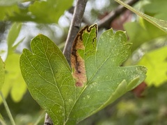 Stigmella hybnerella