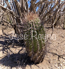 Ferocactus peninsulae