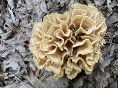 Sparassis spathulata