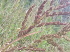 Echinochloa muricata