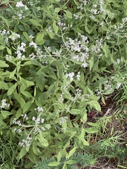 Eupatorium serotinum