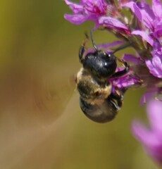 Megachile sculpturalis