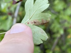 Stigmella hybnerella