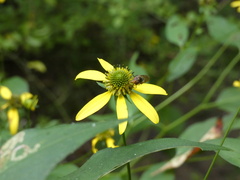 Copestylum vesicularium