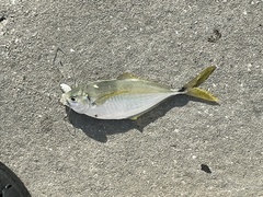 Chloroscombrus chrysurus