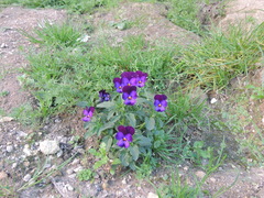 Viola × wittrockiana
