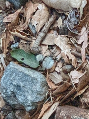 Dasymutilla sackenii