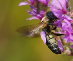Megachile sculpturalis