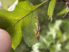 Stigmella hybnerella