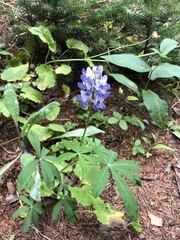 Lupinus latifolius
