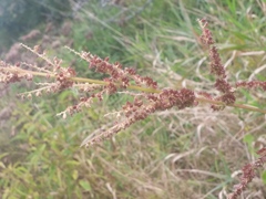 Echinochloa muricata