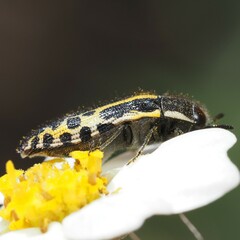 Acmaeodera scalaris
