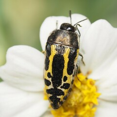 Acmaeodera scalaris