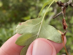 Stigmella hybnerella