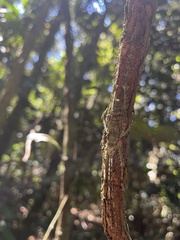 Phricta spinosa