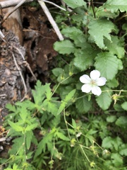 Geranium richardsonii